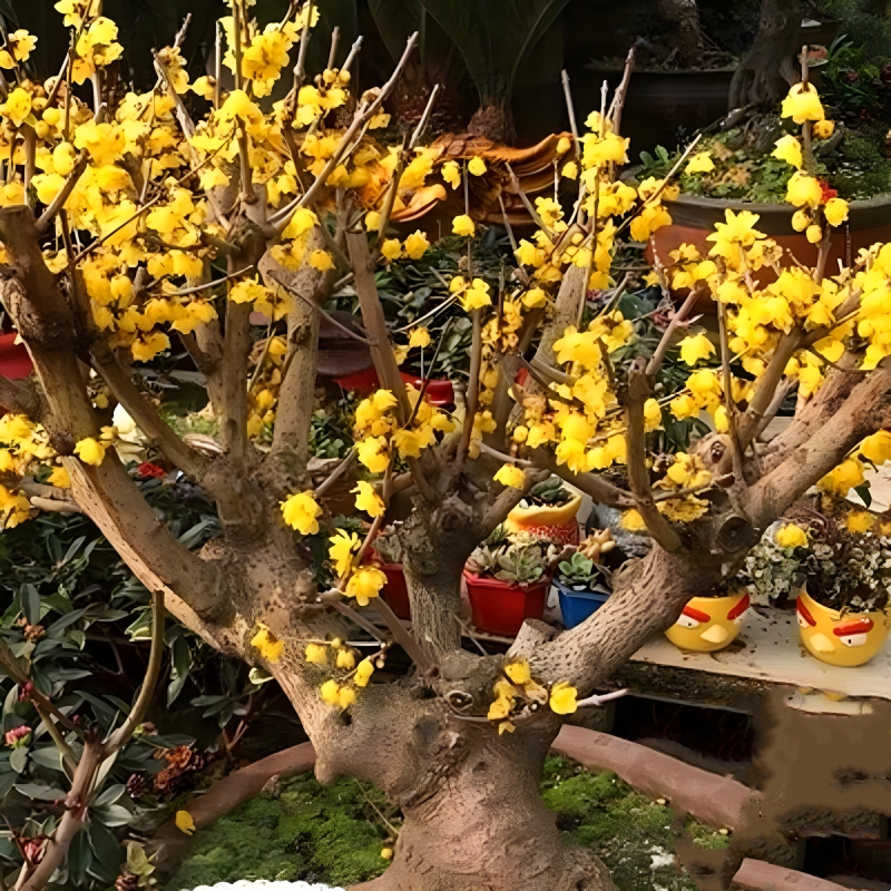 腊梅花树苗盆栽梅花盆景原生腊梅耐寒老桩浓香型花卉植物阳台花苗