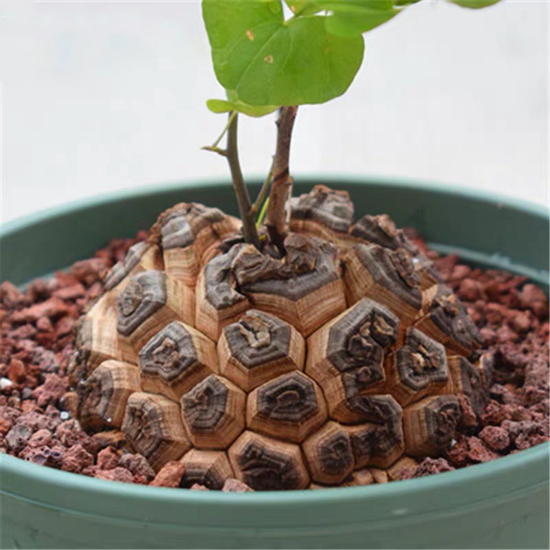 南非龟甲龙 爬藤块根多肉植物萌宠一物一拍稀有贵货 带盆栽好绿植