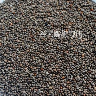 23年贵州酥麻籽精选2斤油性苏子农家种生酥麻黑苏麻引子 好苏麻籽