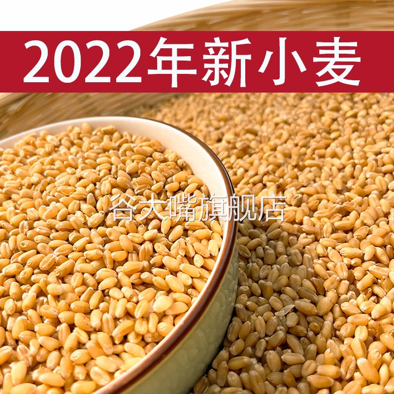 小麦粒优质食用农家山东种干麦子粒发芽麦芽糖猫草榨汁酿酒种籽仁