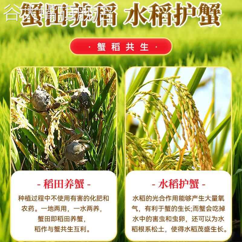 2024东北新大米长白山小粒香农家自产通化柳河梅河特产5kg包邮