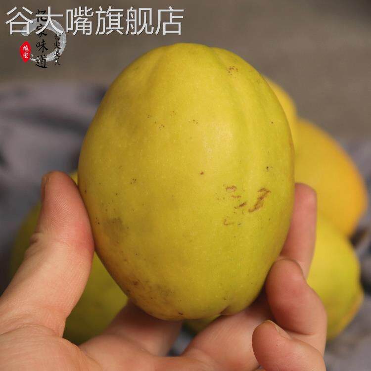 2024年云南德宏酸木瓜2斤装芒市特产新鲜木瓜泡酒酸木瓜黄色木瓜