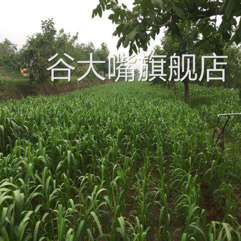 农家小米5斤,山西特产黄小米新米 月子米,养胃小米粥五谷杂粮包邮
