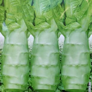 大头莴笋种子高产耐寒白皮绿肉莴苣四季 春秋冬蔬菜种子