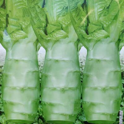 大头莴笋种子高产耐寒白皮绿肉莴苣四季春秋冬蔬菜种子