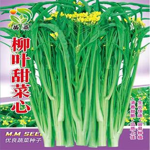 柳叶菜心种子桂林甜脆柳叶菜心种籽阳台特色高产桂林菜心好菜种子