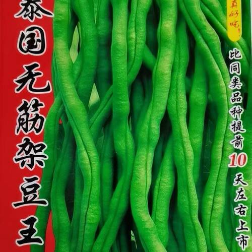 泰国无筋架豆王豆角籽荚长肉厚无筋无柴鲜嫩好吃产量高架豆籽