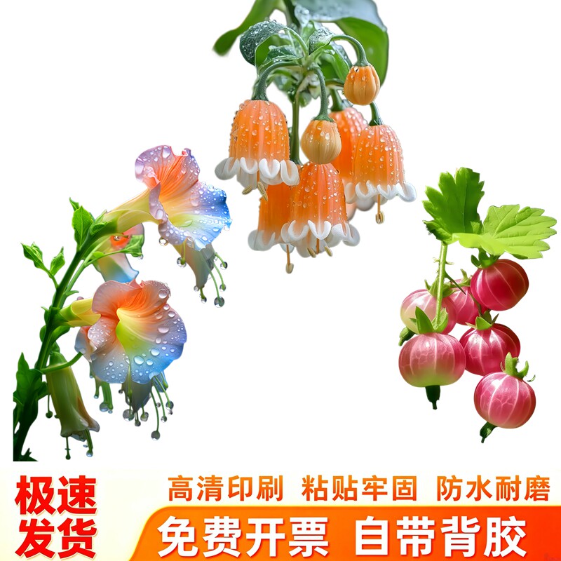 清新灯笼果冰箱贴纸成串醋栗带枝叶透亮粉红浆果写实百搭装饰贴画