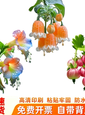 清新灯笼果冰箱贴纸成串醋栗带枝叶透亮粉红浆果写实百搭装饰贴画