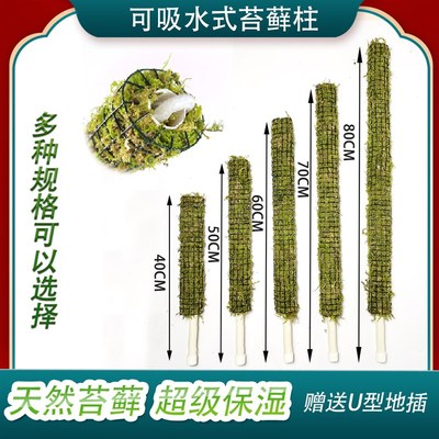 可拼接植物攀爬支撑水苔杆苔藓棒白锦H龟背竹海芋秋海棠绿萝青苔
