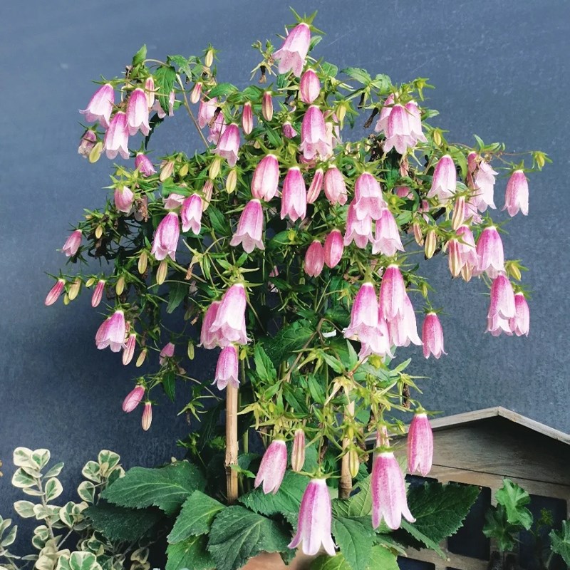 紫斑风铃草盆栽庭院阳台多年生花卉花园花境绿植宿根Y耐热草本植