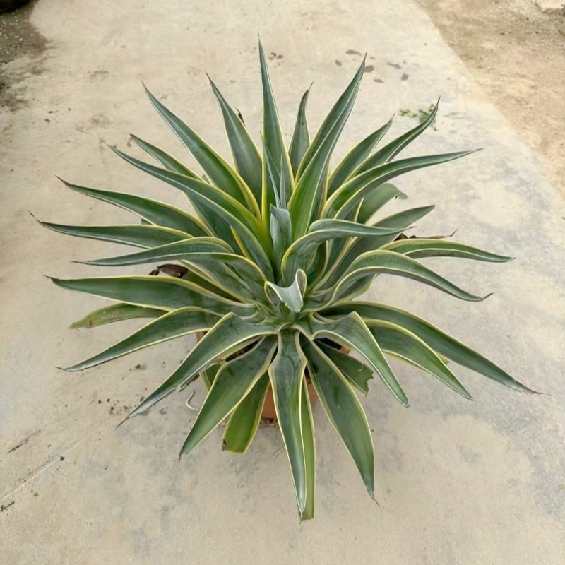 四季常绿耐热绿植龙n舌兰植物花园阳台别墅庭院民宿沙生花境大盆