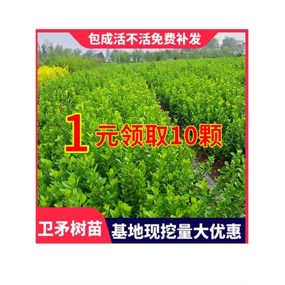 卫矛苗球冬青四季常绿耐