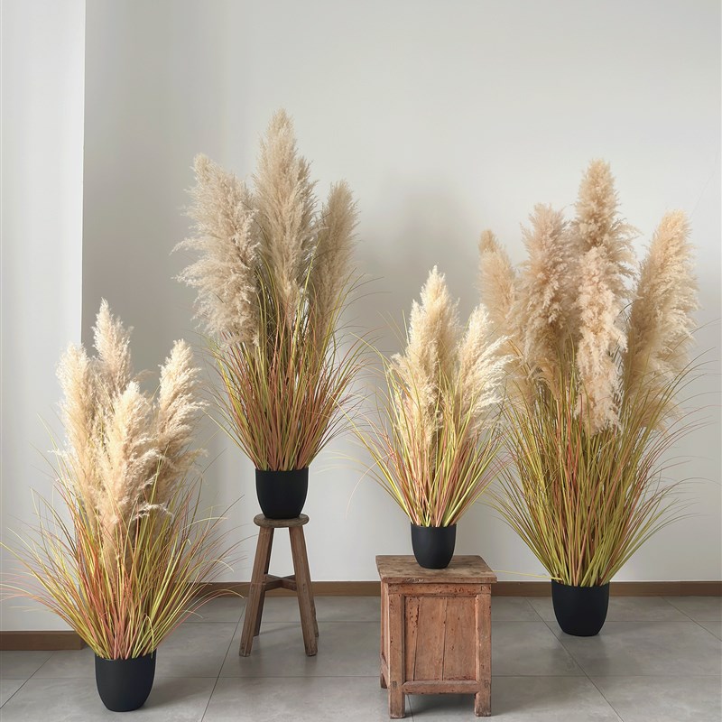 白芦苇头彷真芦苇植物盆栽干花摆件室内J橱窗餐厅露营地氛围布置