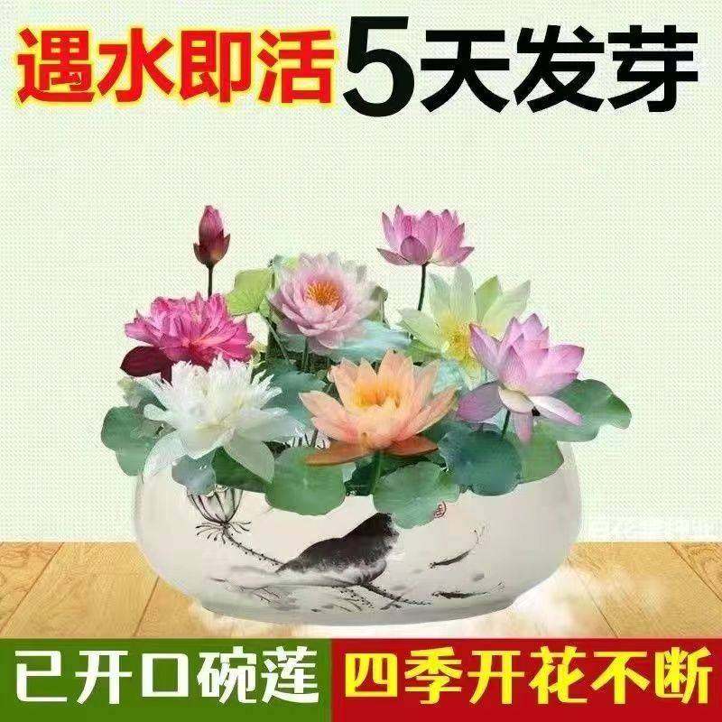 睡莲种子发货已开口七彩碗莲盆栽四季开花不断观赏水培植物种籽