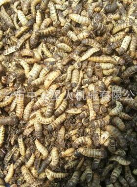 黑水虻养殖自动化设备厂全自动化黑水虻饲养设备新型环保项目设备