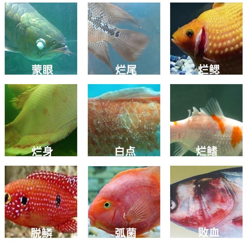 速溶黄粉鱼缸水族观赏鱼用非鱼药水霉烂身烂尾白点净水霉好用