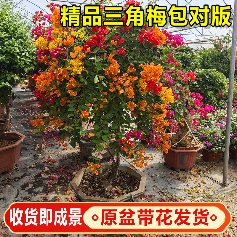 三角梅带花苞盆栽绿植花卉大红花绿樱阳台庭院老桩重瓣花四季开花