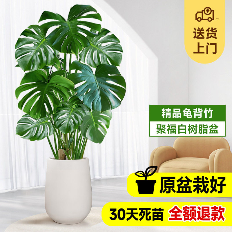 龟背竹大盆栽水培大叶植物老桩客厅大型绿植花卉办公室内开背招财,鲜花速递/花卉仿真/绿植园艺,大型绿植/成品组合盆栽,淘宝优惠券,粉丝福利购,淘宝优惠卷