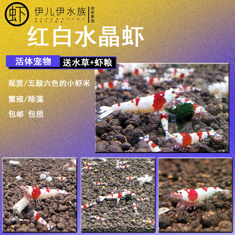 观赏虾鲜活水晶除藻n热带淡水虾工D具宠物繁殖组红黑白吃藻小虾活