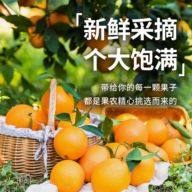 A江西新鲜赣南早脐橙当季水果橙子手剥果冻橙子赣南甜橙大果整箱