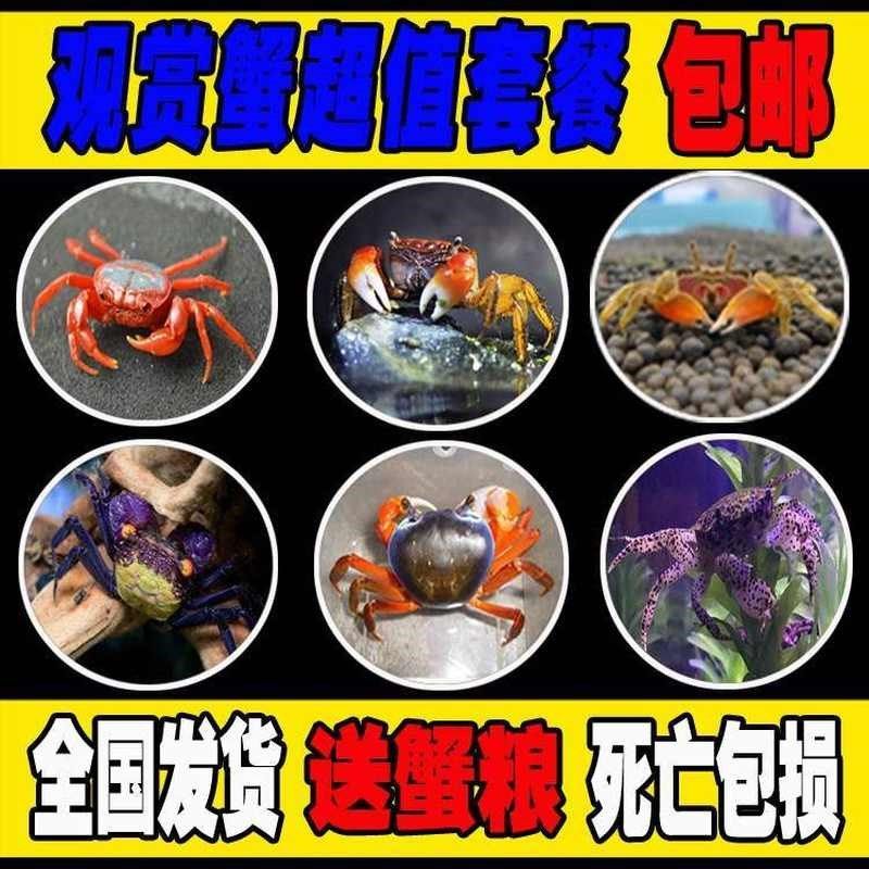 新款小螃蟹鲜活宠物 水族淡水观赏蟹深水大型宠物蟹淡水蟹爬行鱼