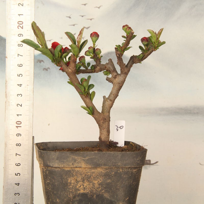 四季海棠花原生长寿冠 红花复瓣 盆景花卉 一物一拍一价