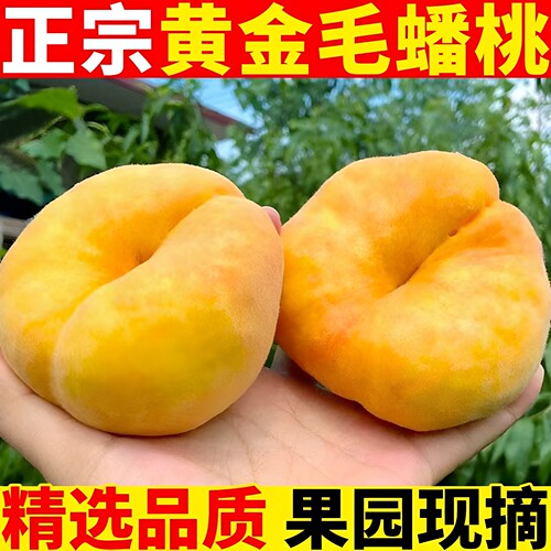 陕西礼泉黄金毛蟠桃5斤新鲜包邮