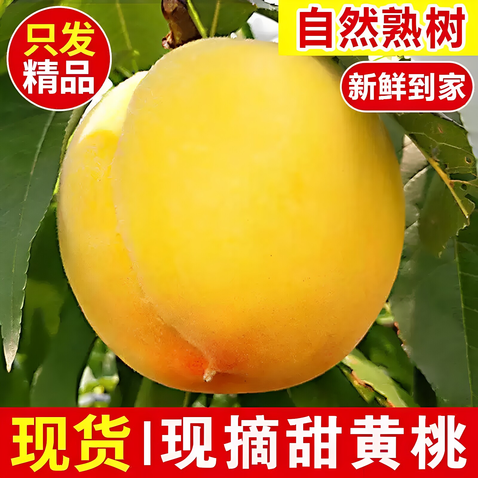 陕西礼泉黄金蜜水蜜桃5斤新鲜