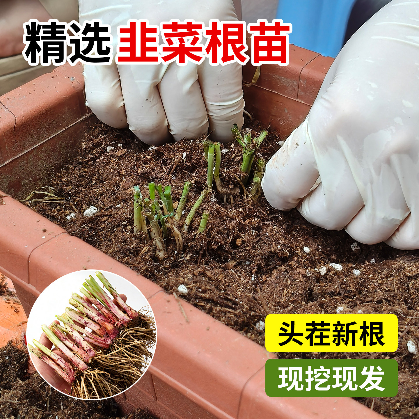 四季韭菜根苗香韭菜小叶韭菜根本种苗/半成品盆栽