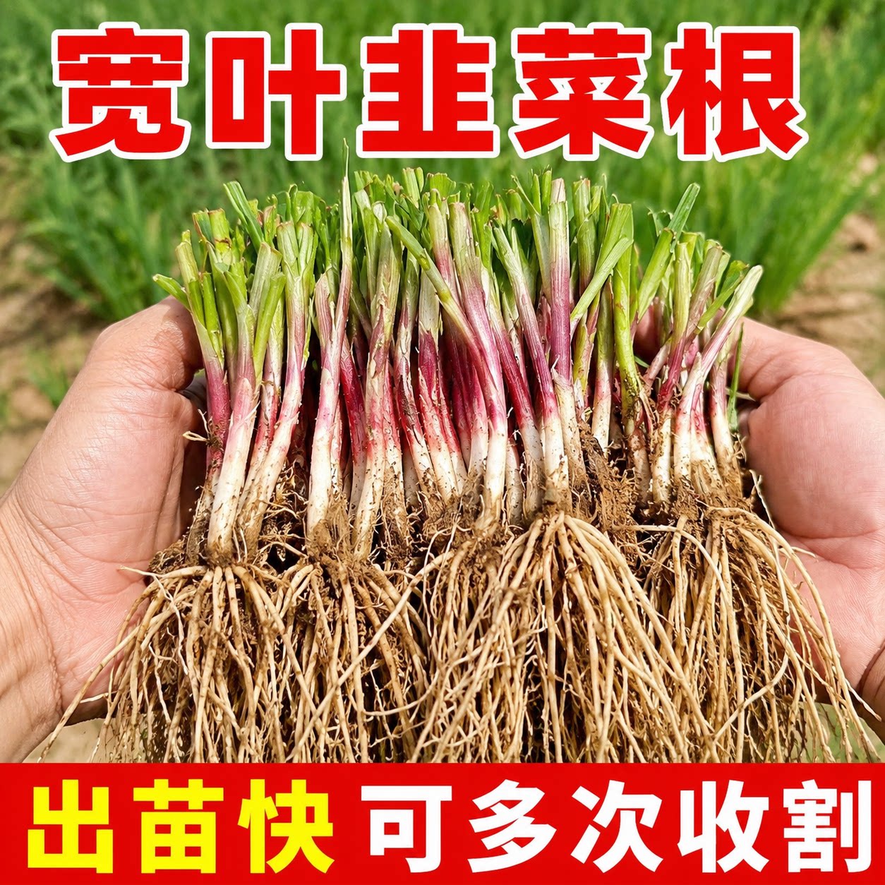 四季可种香浓紫根韭菜根苗可盆栽
