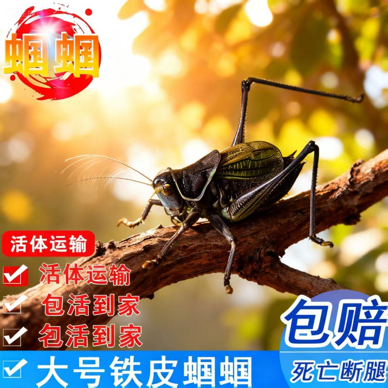 蝈蝈【包活包赔】炮筒铁皮蝈蝈会叫高级山青翡翠绿冬蝈蝈活体鸣虫
