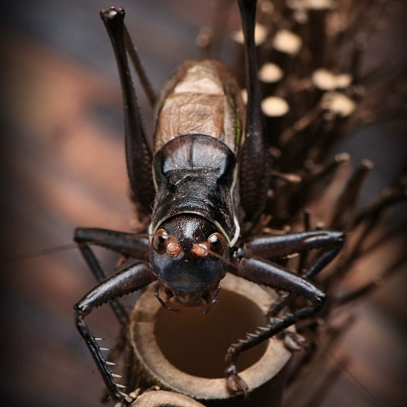 蝈蝈活虫浑厚憨叫铁皮蝈蝈蛤蟆音慢膀高端收藏鸣虫冬蝈蝈保活包邮,宠物/宠物食品及用品,蟋蟀/蝈蝈,淘宝优惠券,粉丝福利购,淘宝优惠卷