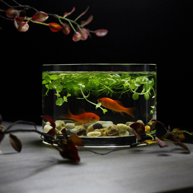 桌面小鱼缸圆形圆筒玻璃器皿高品质加厚透M亮玻璃花瓶卧室装饰摆