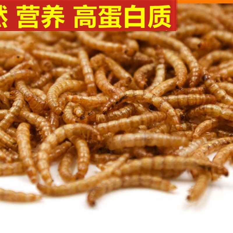 爱鱼红面包虫干鱼食八哥鹩哥画眉鸟食仓鼠观赏鱼乌龟虫干黄粉虫干