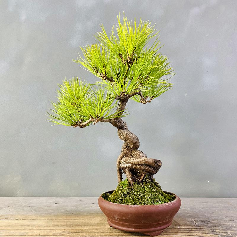 一物一拍黄山松盆栽松树盆景植物室内室外矮霸老桩办公室茶室阳台