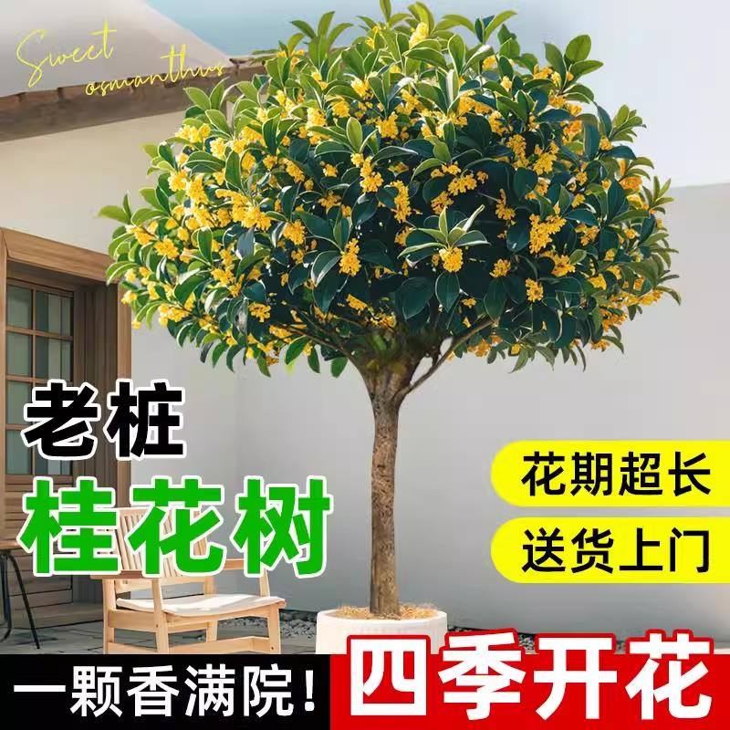 八月桂花树苗四季桂盆栽大树大型绿植室内办公室四季开 花原生老