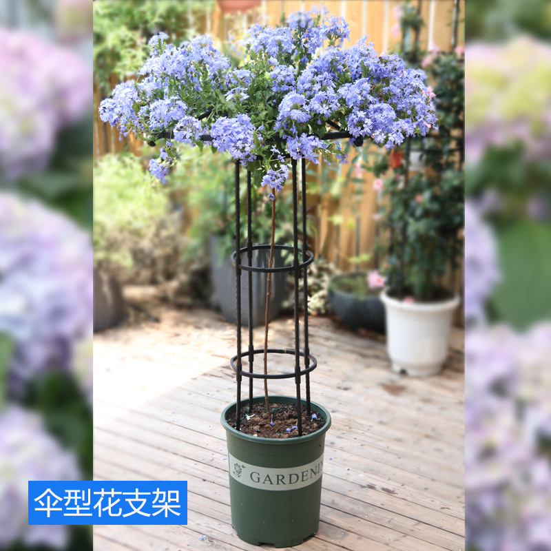 新款园艺伞形玫瑰爬藤架月季攀藤花支架蘑菇蔷薇绿植支架户外花架