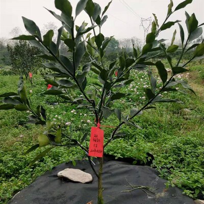 广西融安脆蜜金柑一年苗第三代新品种脆皮金桔滑皮金橘苗庭院绿植