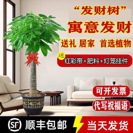 发财树客厅大盆栽乔迁开业大棵单杆室内办公室大型独杆盆景绿植物