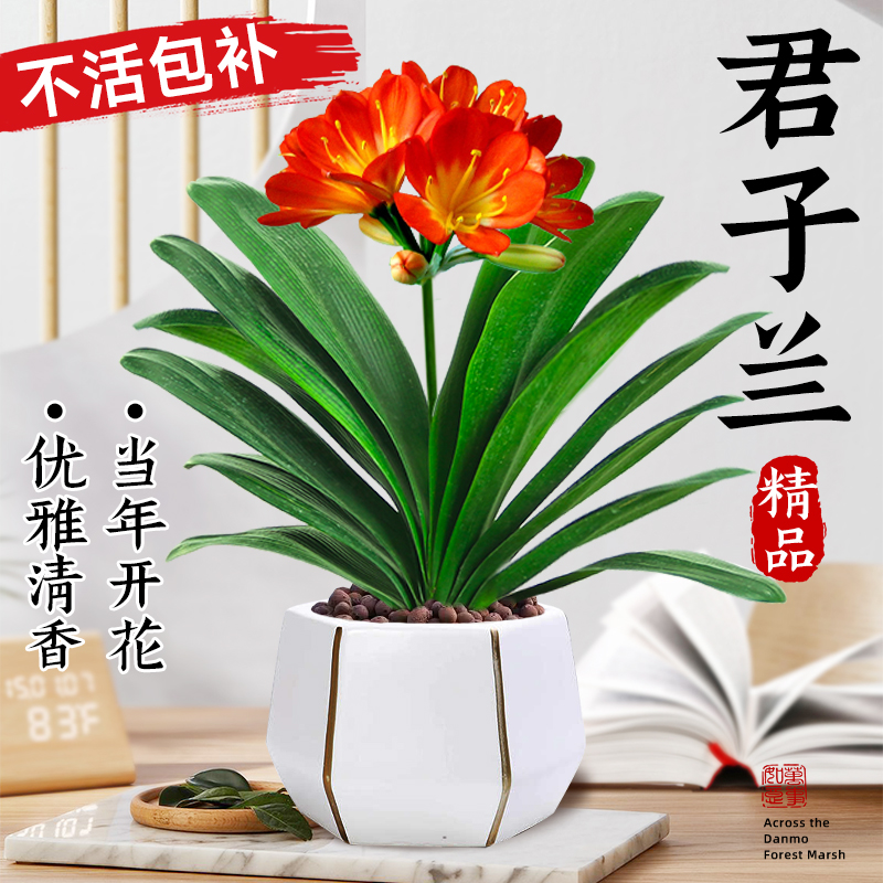 君子兰盆栽带花苞红色君子兰花客厅花卉绿植四季易活室内植物盆景