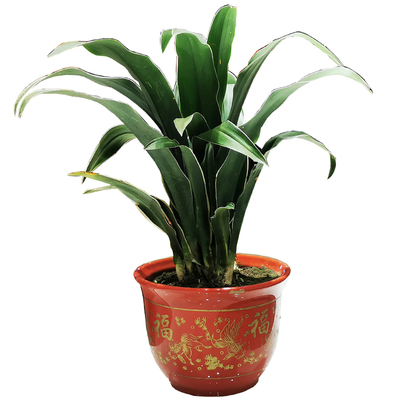 家中绿植万年青盆栽四季常青低价喜庆结婚乔迁祝寿包邮盆栽植物