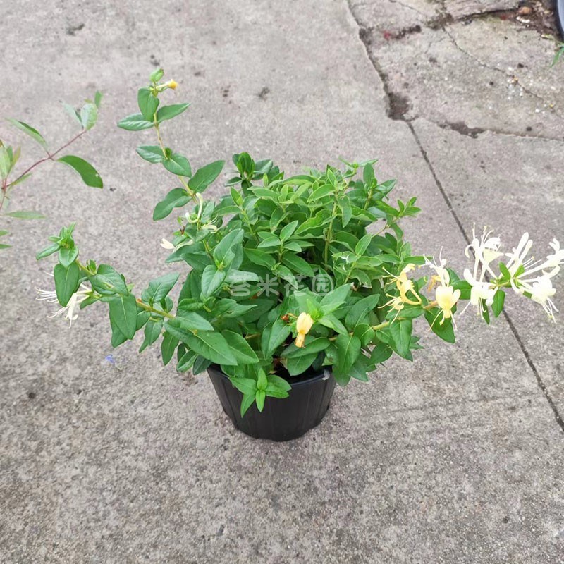 四季金银花盆栽京九红金银花爬藤可食用庭院阳台植物耐寒耐热植物