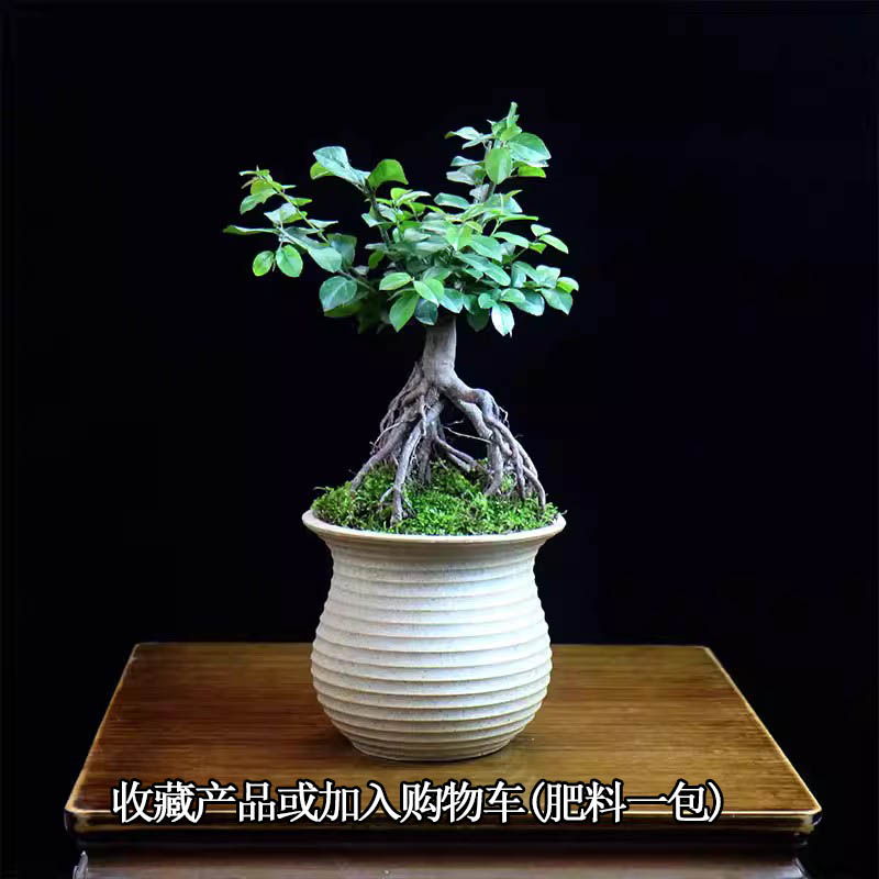 提根小叶雀梅树桩造型盆景植物老桩办公室内客厅绿植桌面盆栽好养