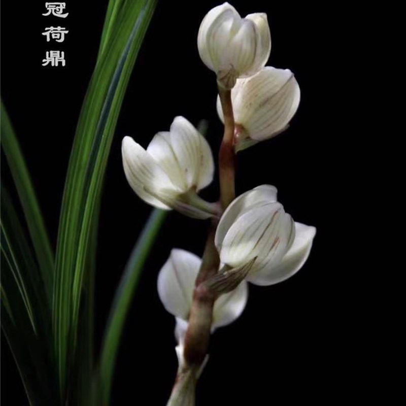 包邮云南带花苞盆栽浓香兰花苗 莲瓣兰 素冠荷鼎 绿植兰花草花卉