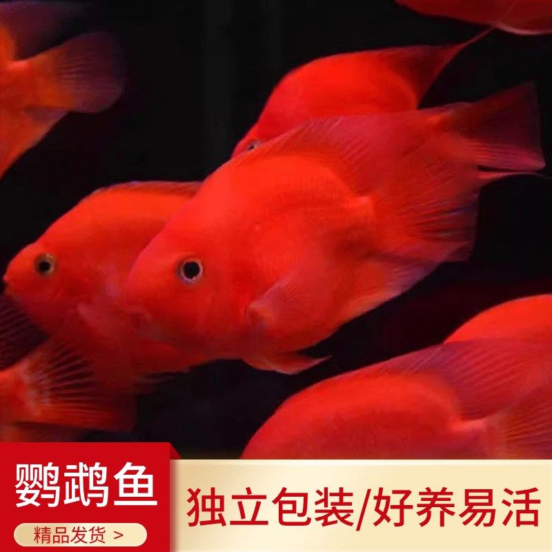 元宝鹦鹉鱼发财鱼红鹦鹉鱼财神鹦鹉鱼起头血鹦鹉鱼活鱼热带观赏鱼