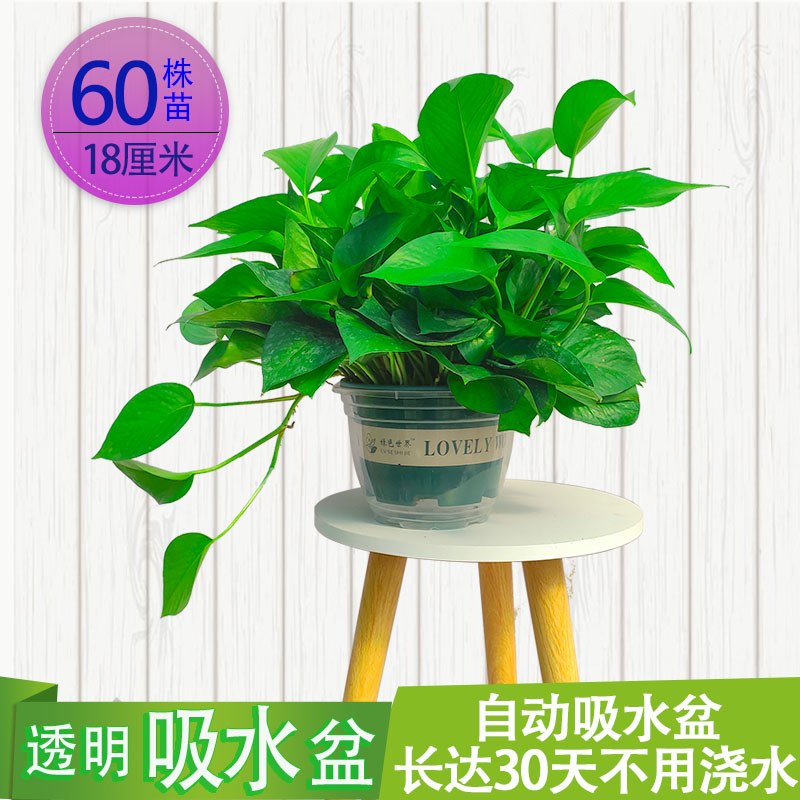 绿萝长藤室内盆栽吸除甲醛克星垂吊新房家用绿箩大叶吊兰植物桌面