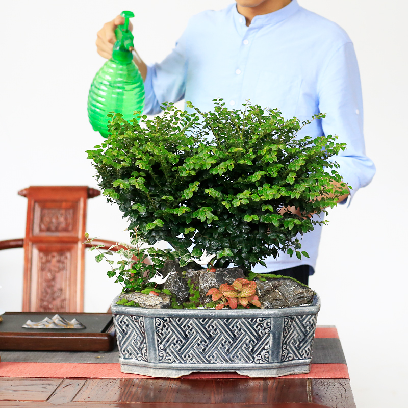 小叶紫檀盆景老桩植物室内大型绿植客厅办公室桌面盆栽黑骨茶树桩