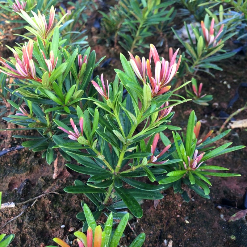 海岛红芽太子妃罗汉松办公室盆景客厅旺宅花卉庭院绿植物盆栽树苗