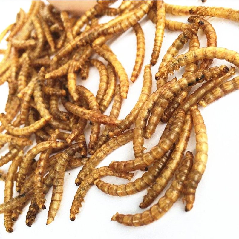 洁西黄粉虫干仓鼠粮面包虫干用品零食鱼食鱼饲料龟粮鸟食 50g包邮,宠物/宠物食品及用品,鼠粮,淘宝优惠券,粉丝福利购,淘宝优惠卷